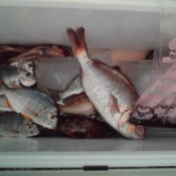 こかわ渡船　雅丸 釣果