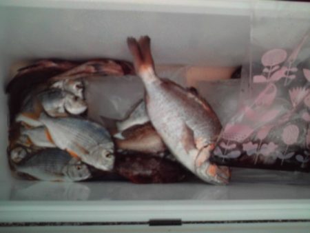 こかわ渡船　雅丸 釣果