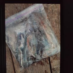 こかわ渡船　雅丸 釣果