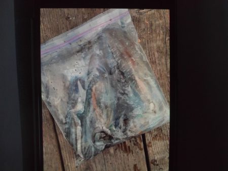 こかわ渡船　雅丸 釣果