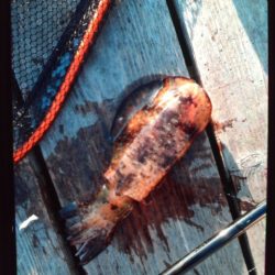 こかわ渡船　雅丸 釣果