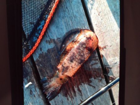 こかわ渡船　雅丸 釣果