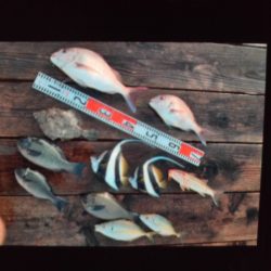 こかわ渡船　雅丸 釣果