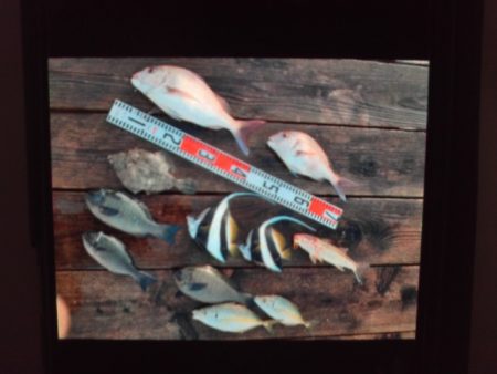 こかわ渡船　雅丸 釣果