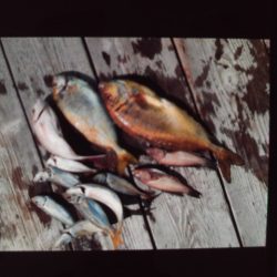 こかわ渡船 雅丸 釣果