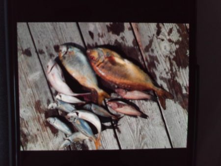 こかわ渡船 雅丸 釣果