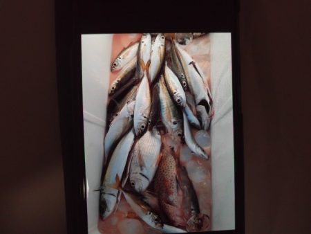 こかわ渡船　雅丸 釣果