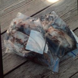 こかわ渡船　雅丸 釣果