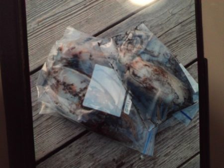 こかわ渡船　雅丸 釣果