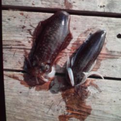 こかわ渡船　雅丸 釣果