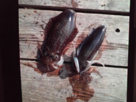 こかわ渡船　雅丸 釣果