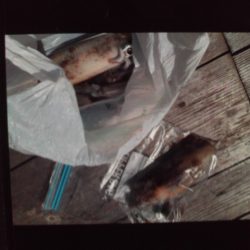 こかわ渡船　雅丸 釣果