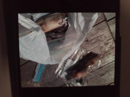 こかわ渡船　雅丸 釣果