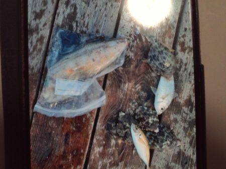 こかわ渡船　雅丸 釣果