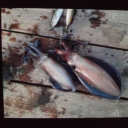 こかわ渡船　雅丸 釣果