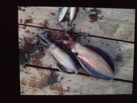 こかわ渡船　雅丸 釣果