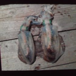 こかわ渡船　雅丸 釣果