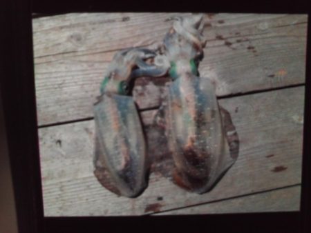 こかわ渡船　雅丸 釣果