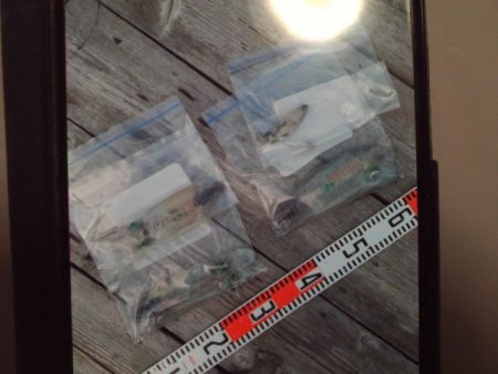 こかわ渡船　雅丸 釣果