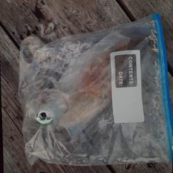 こかわ渡船　雅丸 釣果