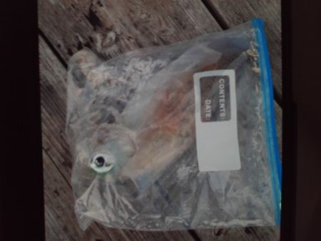 こかわ渡船　雅丸 釣果