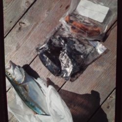 こかわ渡船　雅丸 釣果