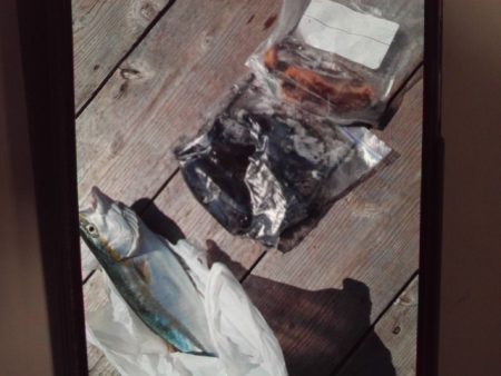 こかわ渡船　雅丸 釣果