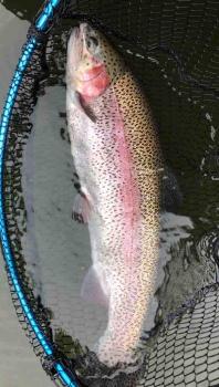 フィッシング サンクチュアリ 釣果