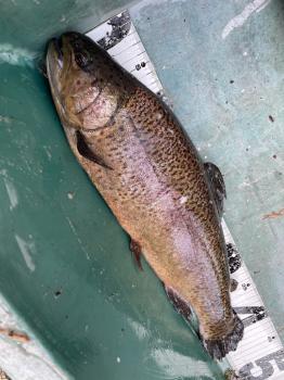 フィッシング サンクチュアリ 釣果