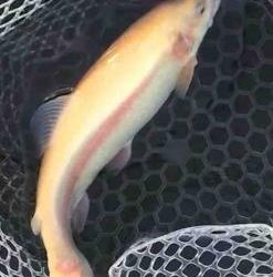 フィッシング サンクチュアリ 釣果