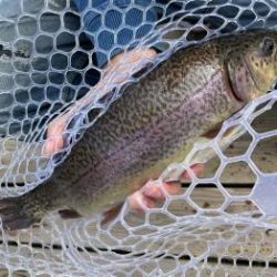 フィッシング サンクチュアリ 釣果