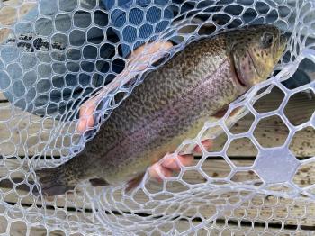 フィッシング サンクチュアリ 釣果