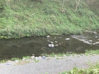 秩父フライフィールド 釣果