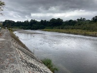 秩父フライフィールド 釣果