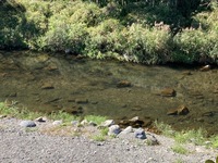 秩父フライフィールド 釣果