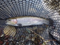 秩父フライフィールド 釣果