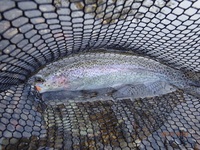 秩父フライフィールド 釣果