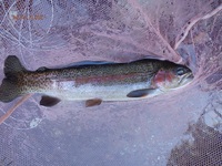 秩父フライフィールド 釣果