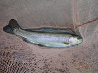 秩父フライフィールド 釣果