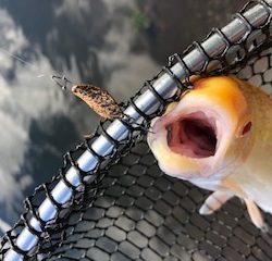 平谷湖フィッシングスポット 釣果