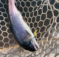 平谷湖フィッシングスポット 釣果