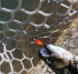 平谷湖フィッシングスポット 釣果