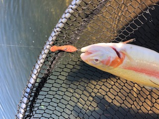 平谷湖フィッシングスポット 釣果