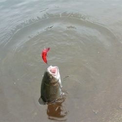 平谷湖フィッシングスポット 釣果