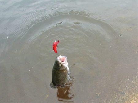 平谷湖フィッシングスポット 釣果