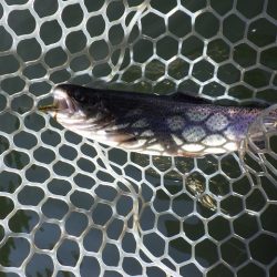 平谷湖フィッシングスポット 釣果