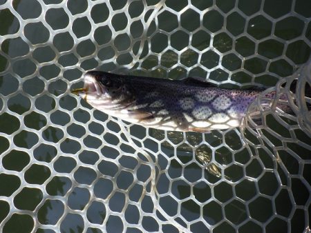 平谷湖フィッシングスポット 釣果