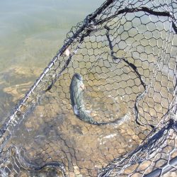 平谷湖フィッシングスポット 釣果