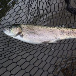 平谷湖フィッシングスポット 釣果