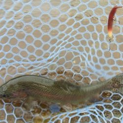 平谷湖フィッシングスポット 釣果